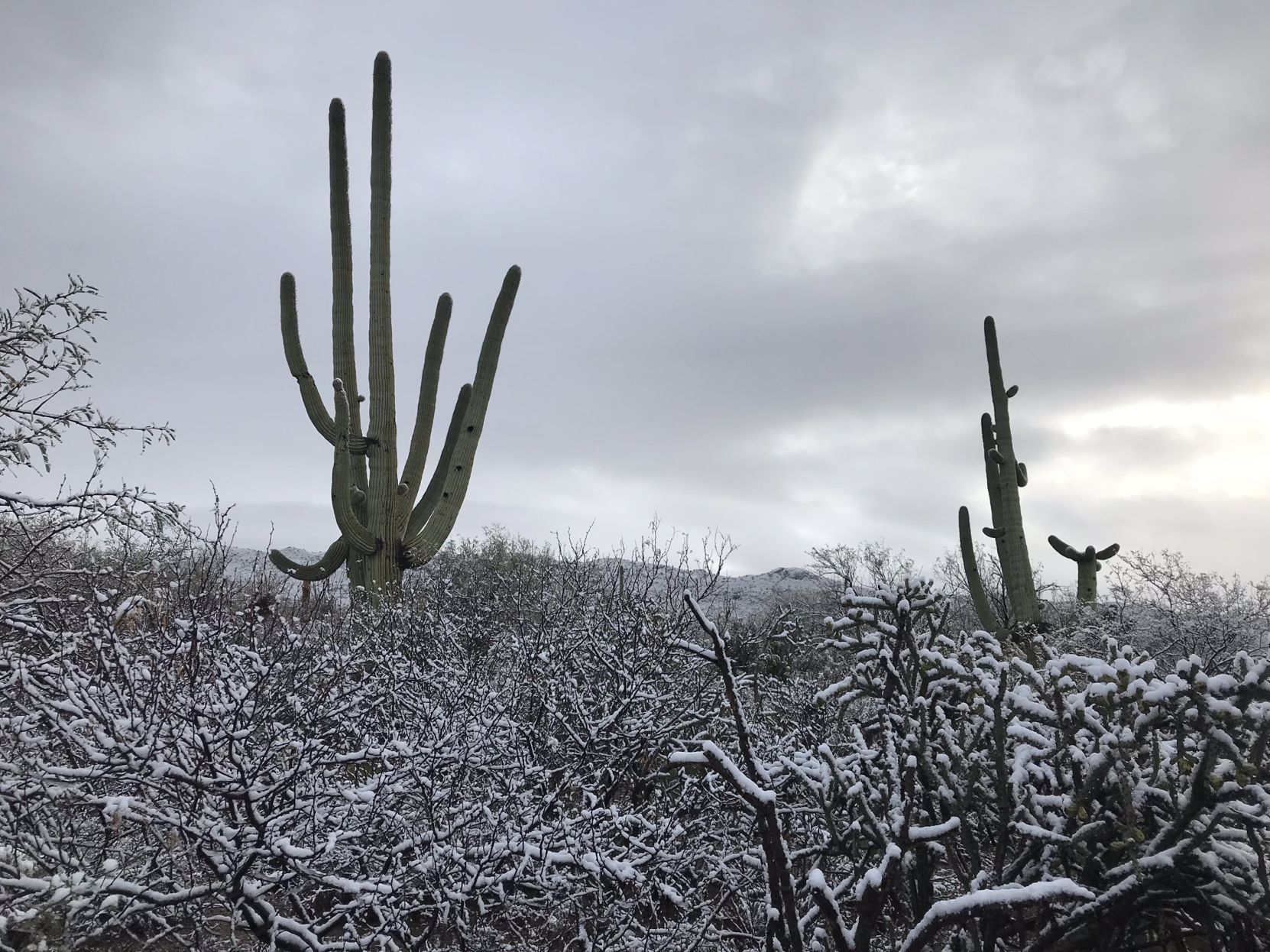 Snow in Saguaro National Park